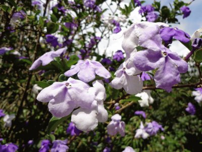 פאזל של LILAS