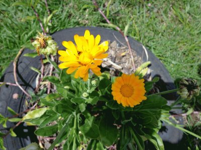 CALENDULA jigsaw puzzle