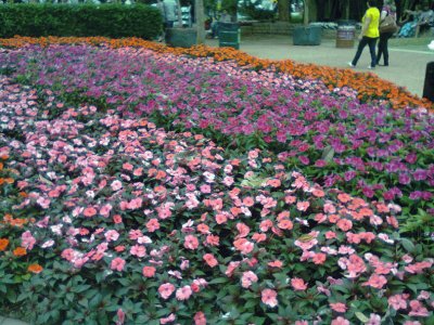 פאזל של Jardim em Holambra 1 - SP