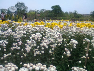 Jardim em Holambra 2 - SP