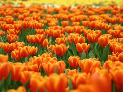 פאזל של Tulips Field
