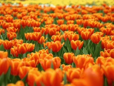 Tulips Field jigsaw puzzle