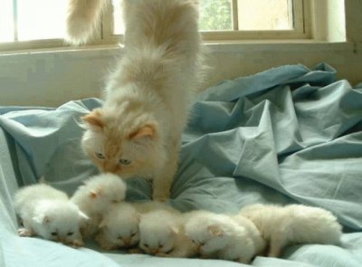 Mamãe gata e seus filhotes