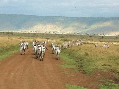 פאזל של Zebras