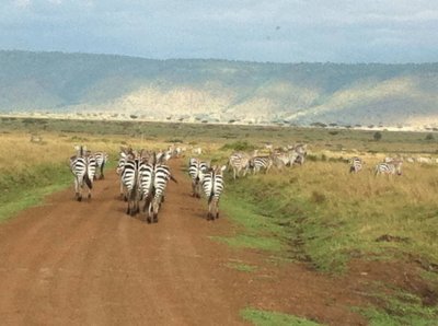 Zebras jigsaw puzzle