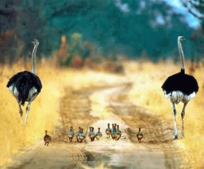פאזל של ostrichs