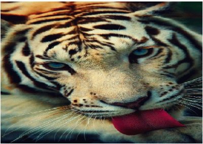 tigre jigsaw puzzle