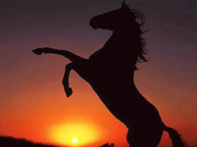 Sunset Horse