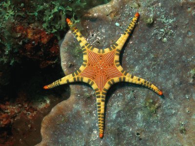 Sea Star jigsaw puzzle