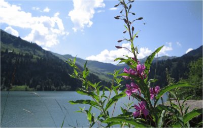 Fleurs et Lac