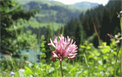 Gros plan d 'une fleur jigsaw puzzle