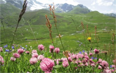 Parterre de fleurs