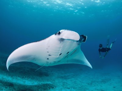 large manta jigsaw puzzle