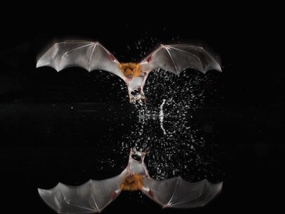Morcego pescador