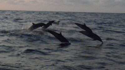 פאזל של Golfinhos