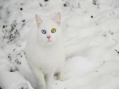 פאזל של Snow Cat