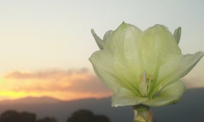 Amaryllis en el atardecer Tucumano