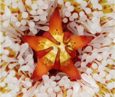 anemone-17