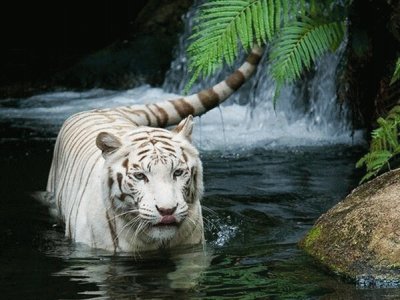 Hermoso tigre blanco