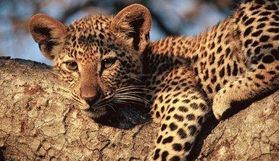 פאזל של lepard cub