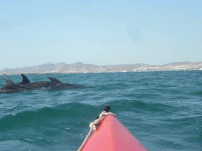 DELFINES Y KAYAK jigsaw puzzle