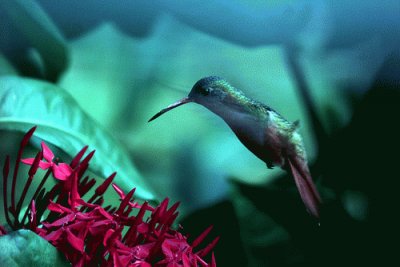 פאזל של colibri