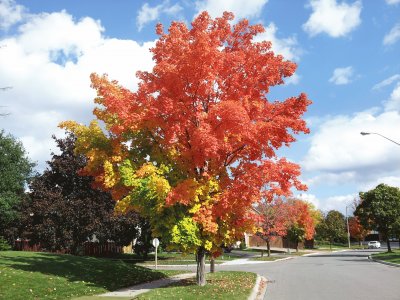 autumn full glory