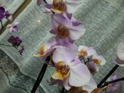 פאזל של orchids