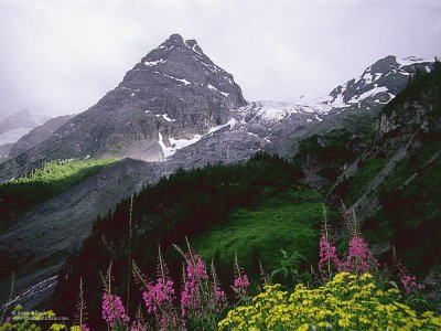 Paisagem com flores