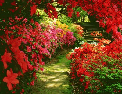 Jardim em Vermelho