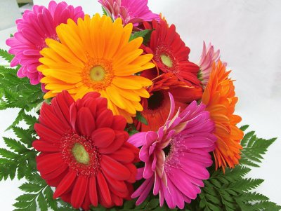 Gerberas jigsaw puzzle