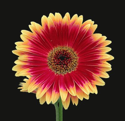 Mais gerberas jigsaw puzzle