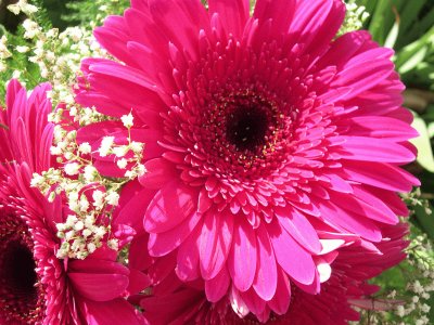 Gerbera grande jigsaw puzzle