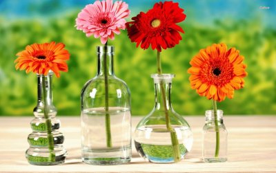 Gerberas em vasos jigsaw puzzle