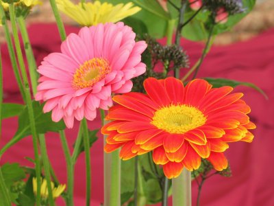 Duas gerberas jigsaw puzzle