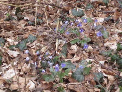 Blumen im Wald jigsaw puzzle