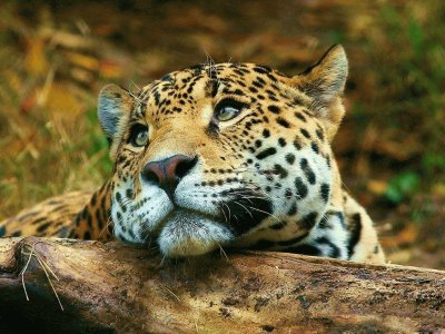פאזל של gueopardo