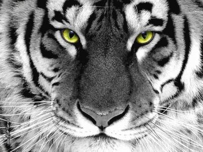 פאזל של tiger
