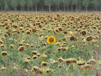 Girasoles