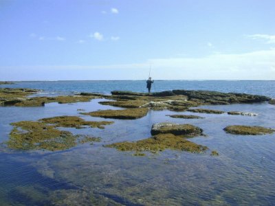 Corais da Praia de TamandarÃ© - PE