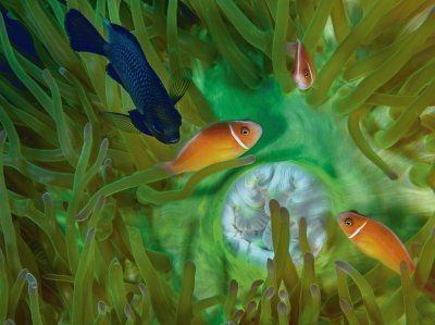 damselfish jigsaw puzzle