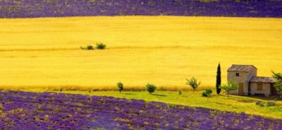 Lavanda jigsaw puzzle