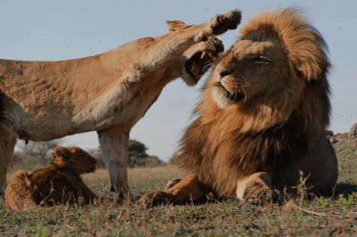 lion jigsaw puzzle