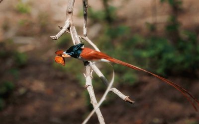 bird jigsaw puzzle