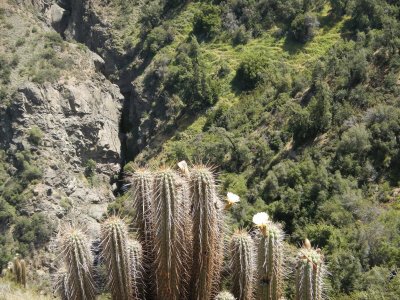 Cactus - Salto de Apoquindo