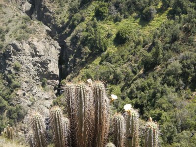 Cactus - Salto de Apoquindo jigsaw puzzle