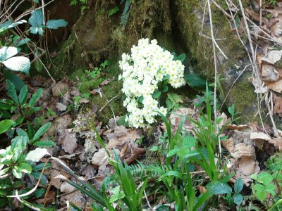 Nature jigsaw puzzle