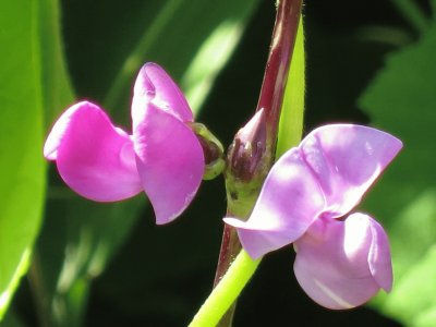 פאזל של èŠ±