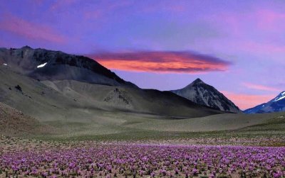 desert bloom jigsaw puzzle