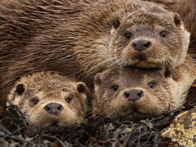 פאזל של eurasian otters